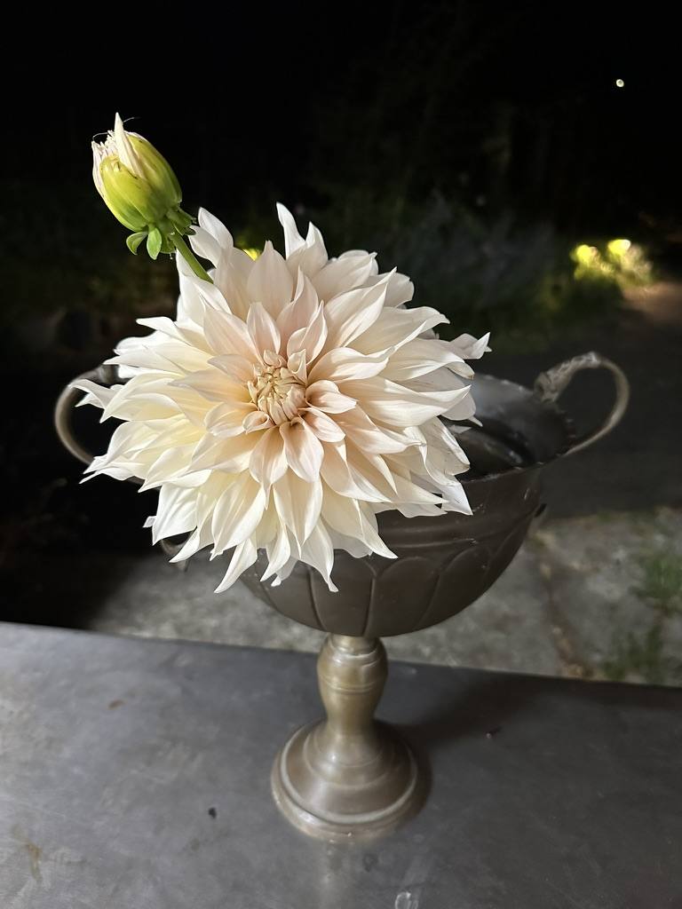 Single dahlia in a pedestal vase