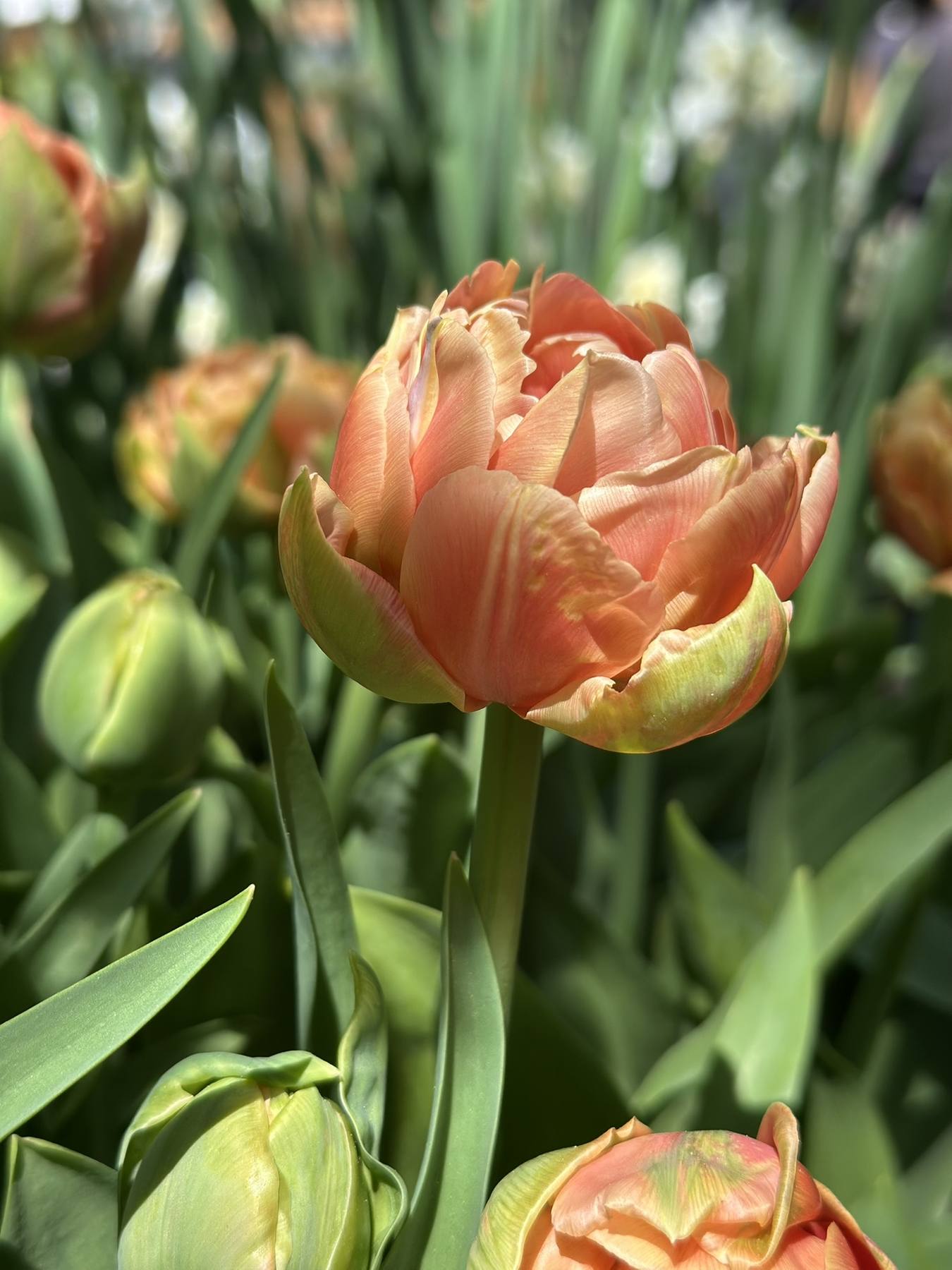 Peach tulip blooming in Sonia's garden