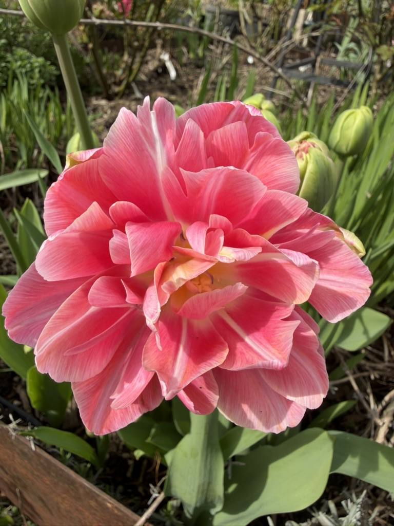 Pink tulip blooming in Sonia's garden