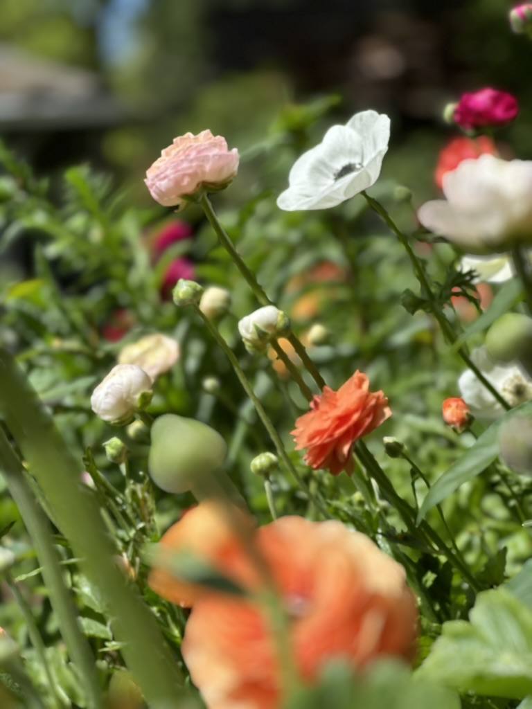 Ranunculus flowers growing in Sonia's garden
