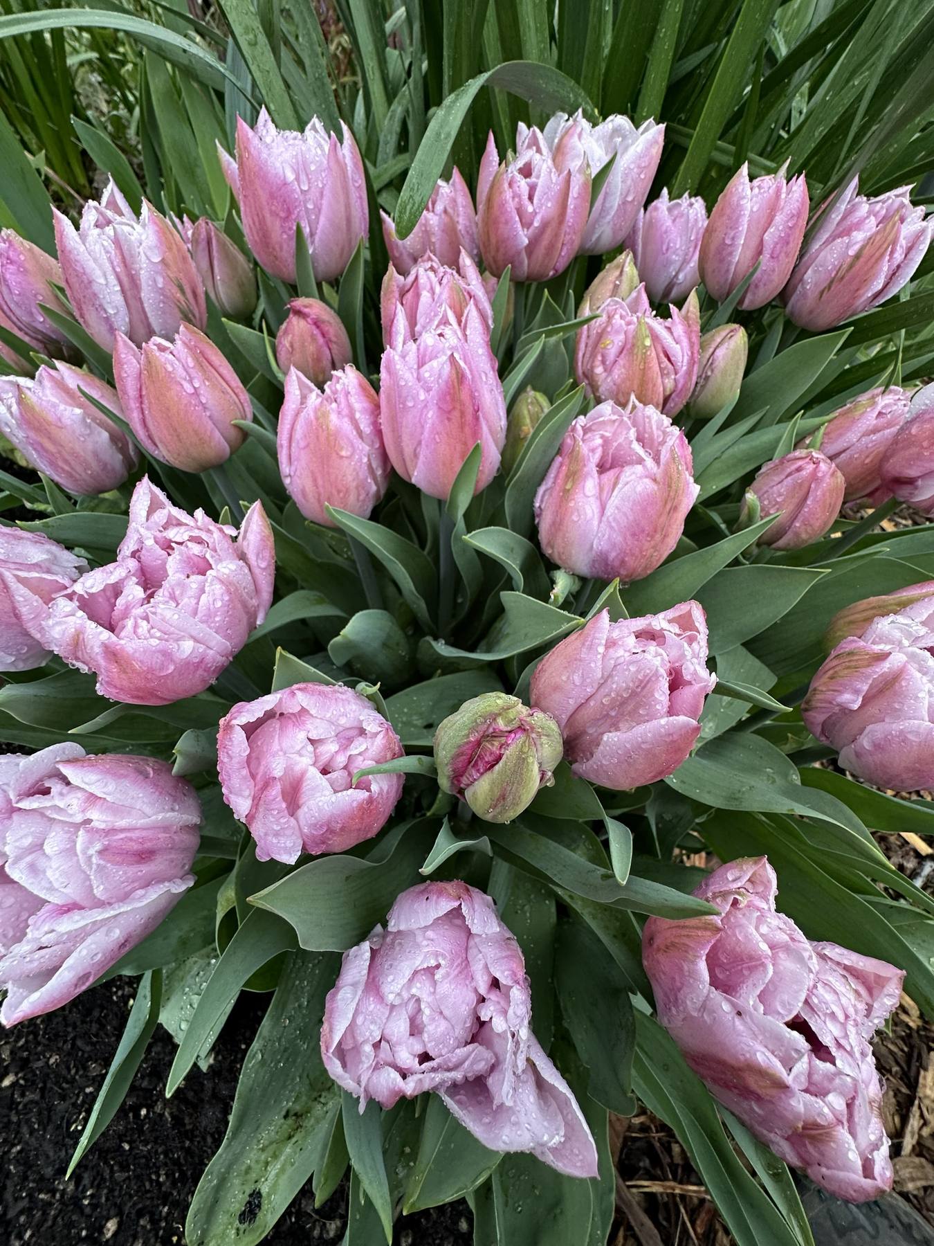 Pink tulips in Sonia's garden