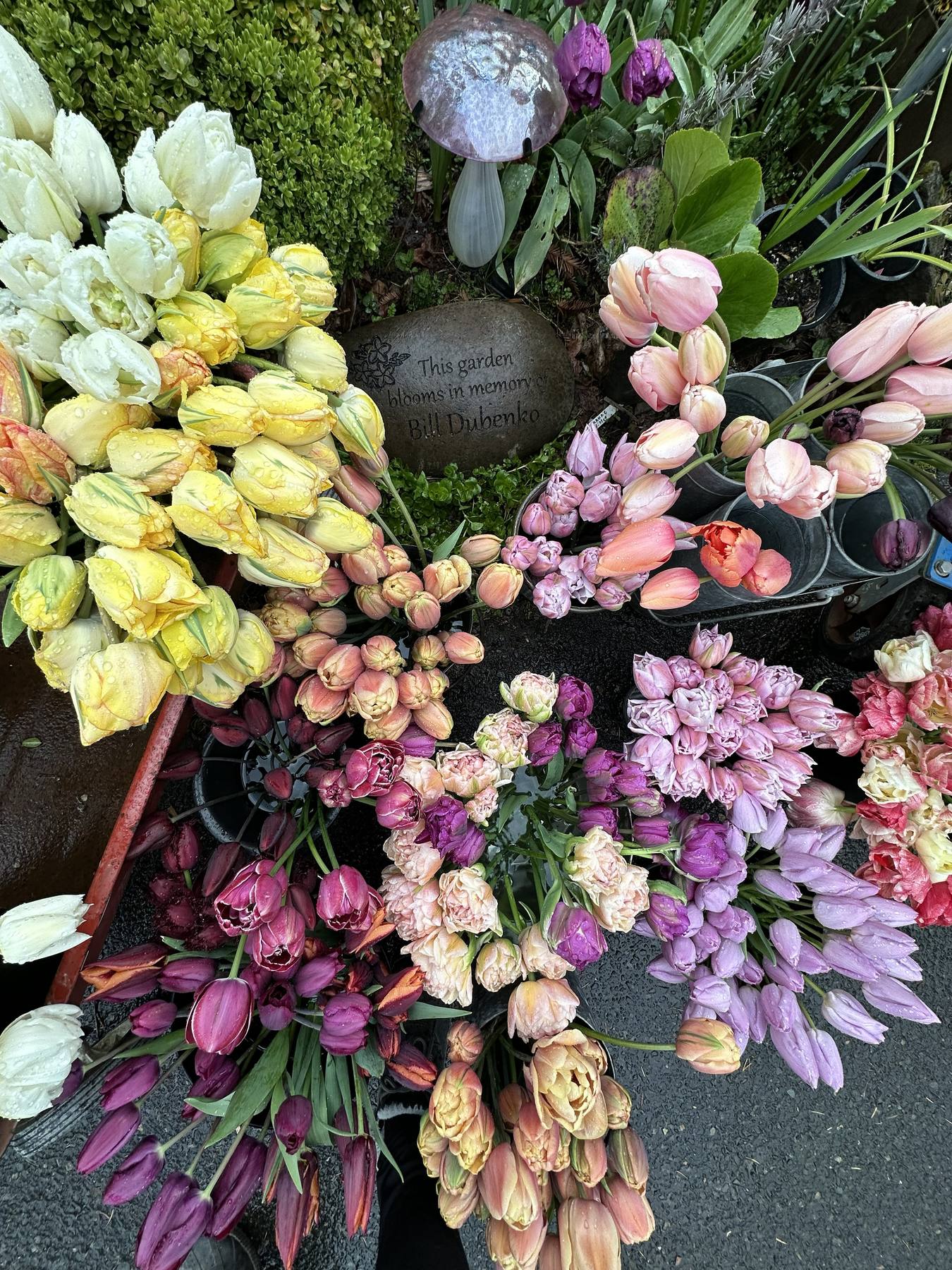 Tulips and a garden memorial stone